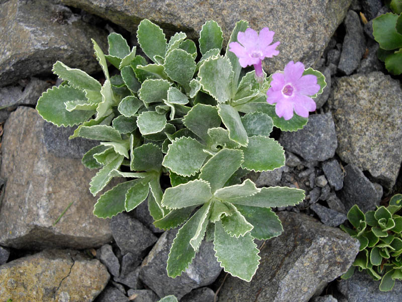 Primula marginata 'Barbara Clough' photo